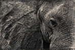 Wildlife Art